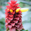Red Ginger