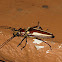 Long horn beetle