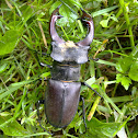 Stag beetle