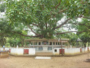 Bo Tree and Buddha Statue Rambaviharaya 