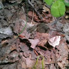 Bent-line Carpet moth