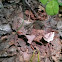 Bent-line Carpet moth