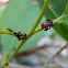 Gum Leafhopper