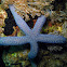 Azure Sea Star
