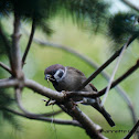 Eurasian Tree Sparrow