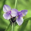Virginia Spiderwort