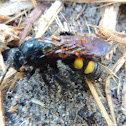 Scarab-Hunter