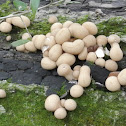 stump puffball