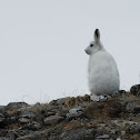 Arctic hare