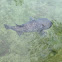 Spot-fin Porcupinefish