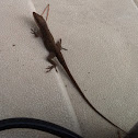 Green Anole