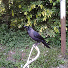 Crow