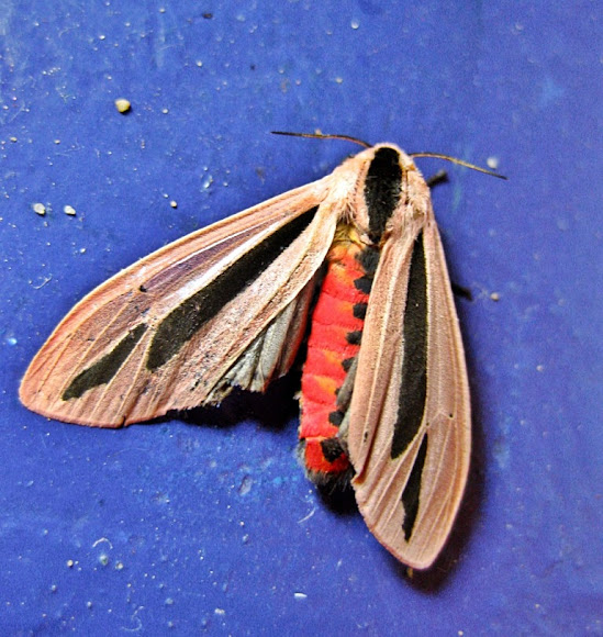 Spotting Image 1