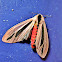 Moth