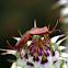Coreid bug