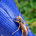 Northern Paper Wasp