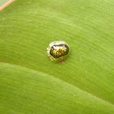 Tortoise beetle