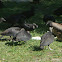 Black Vultures and Turkey Vultures