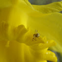 crab spider on daffodil