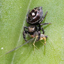 jumping spider