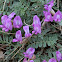 Kumaon Sweetvetch
