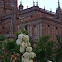 Yucca gloriosa 