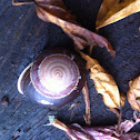 Snail