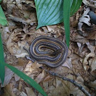 Common Garter Snake