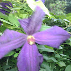 Clematis