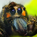 Male Heavy Jumper