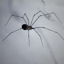 cellar spider