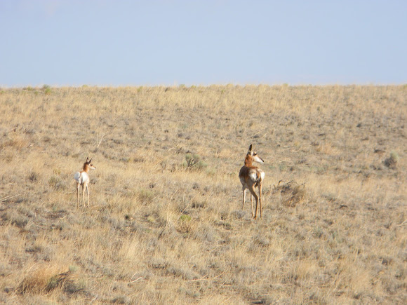 Spotting Image 1