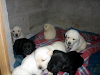 Cachorros Labradores Puros