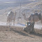 camel