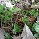 Squaw Vine or Partridge Berry