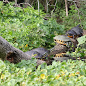 Red Eared Slider