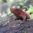 Crested forest toad