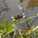 Widow Skimmer (Male)