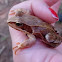 Agile Frog