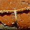 Buck's plume moth