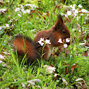 Red squirrel