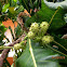 Great morinda
