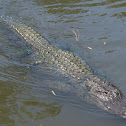 American Alligator