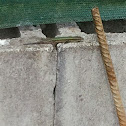 lagartija de bocage