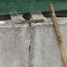 lagartija de bocage