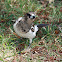 Pied Butcherbird (juvenile)