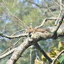 Eastern grey squirrel