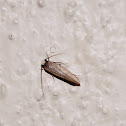 Moth?