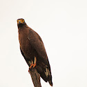 Crested Serpent Eagle
