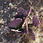 Prickly Pear Cactus